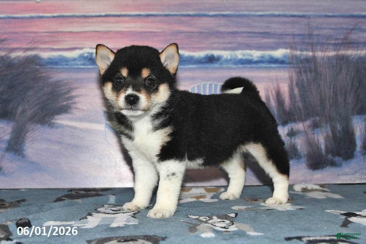 Shiba Inu dogs Lee - Ad 1