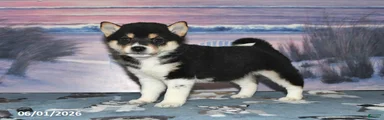 Lee