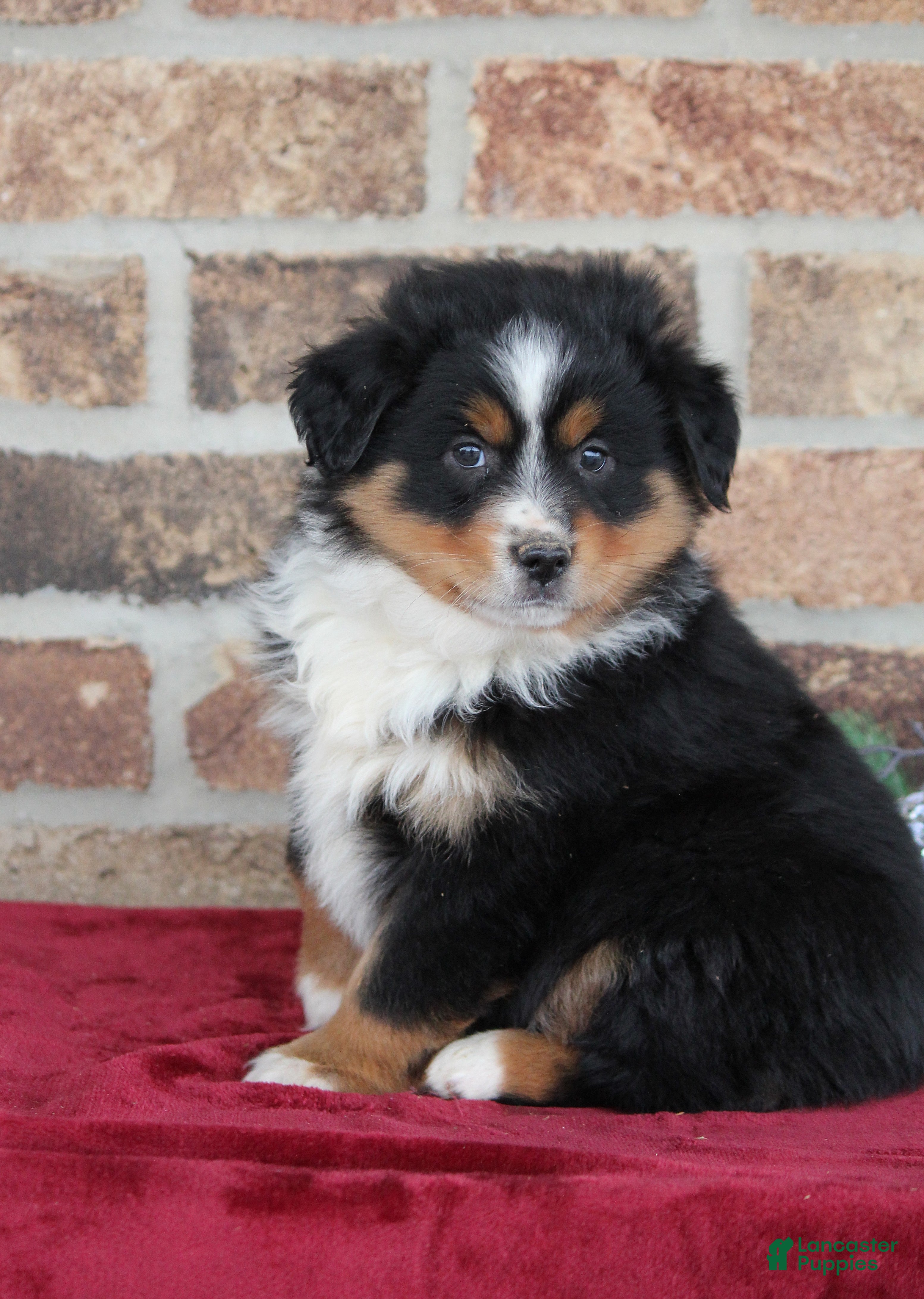 Miniature Australian Shepherd dogs Milo - Ad 39