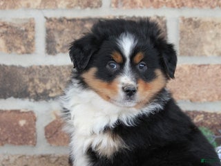 Miniature Australian Shepherd dogs Milo - Ad 39