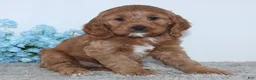Cockapoo dogs for sale: Konner - Ad 3