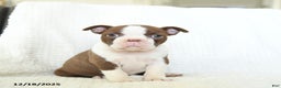 Boston Terrier dogs for sale: Crumble - Ad 1