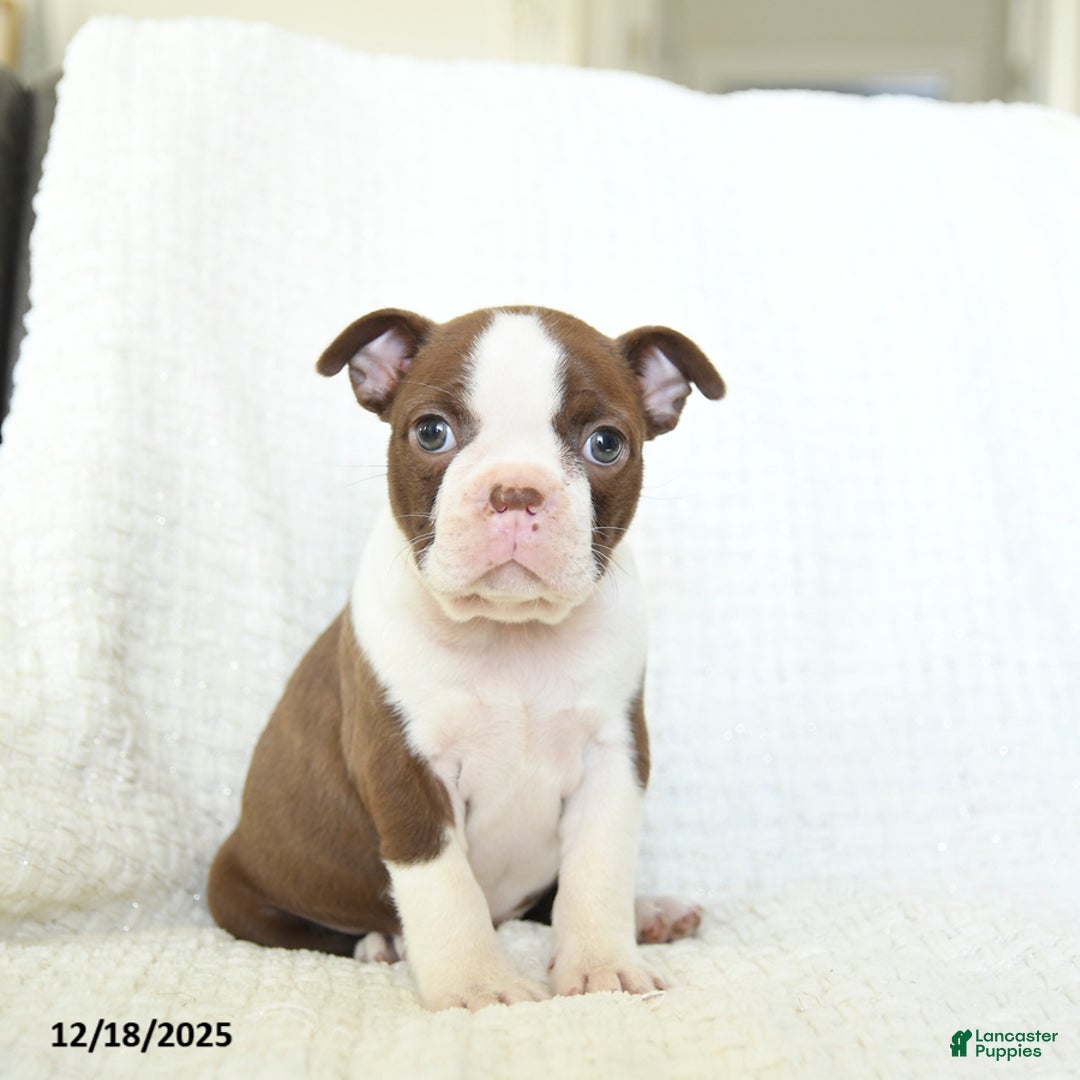 Boston Terrier dogs for sale: Crumble - Ad 1