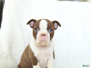 Boston Terrier dogs Crumble - Ad 21