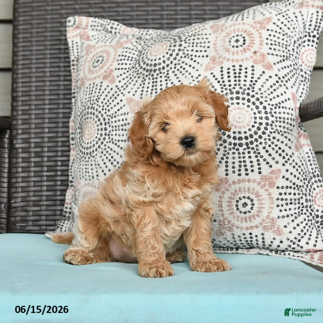Cavapoo dogs for sale: Sasha - Ad 2