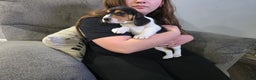 Beagle dogs for sale: Jackson - Ad 6