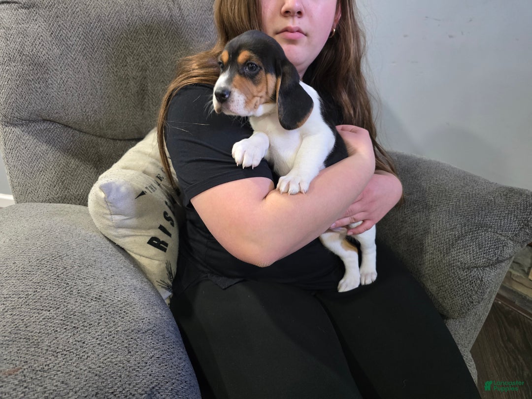 Beagle dogs for sale: Jackson - Ad 6