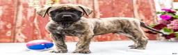 English Mastiff dogs for sale: Malcom - Ad 1