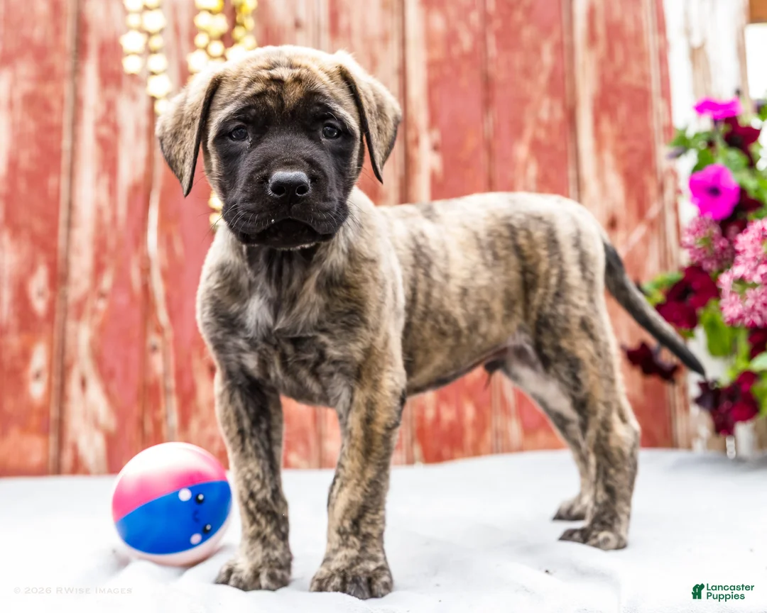English Mastiff dogs for sale: Malcom - Ad 1
