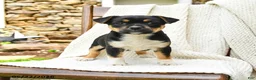 Mixed Breed dogs for sale: Helena - Ad 3