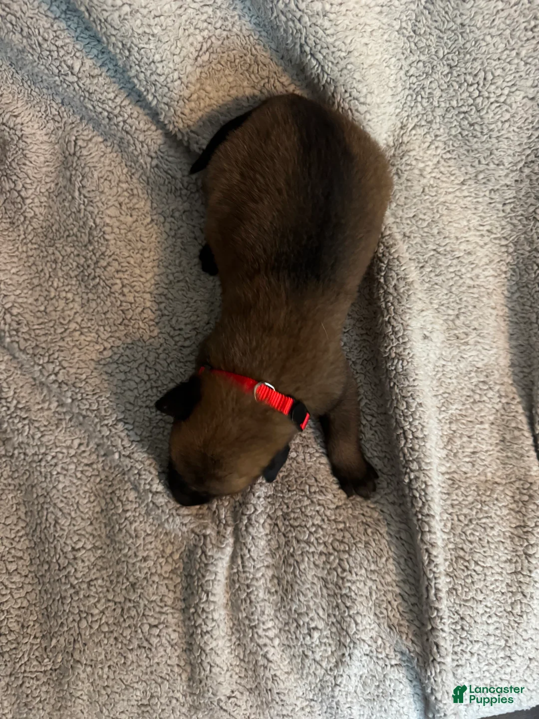 Belgian Malinois dogs for sale: Belgian Malinois 7 - Ad 1