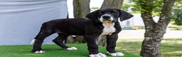 Great Dane dogs for sale: Kathy - Ad 12