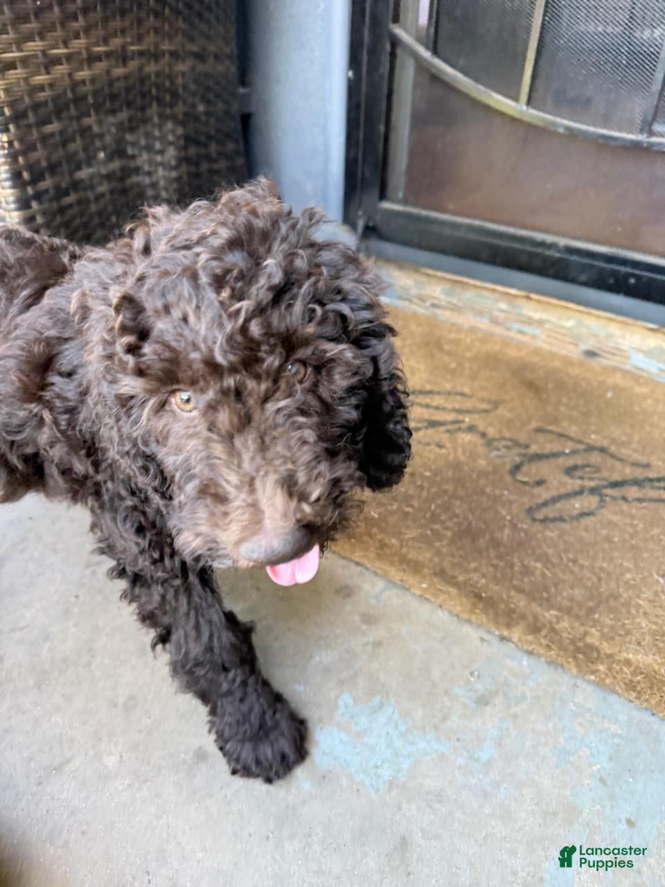 Standard Poodle dogs Standard Poodle Puppy 3 - Ad 1