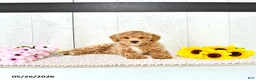 Miniature Poodle dogs for sale: Robert - Ad 4