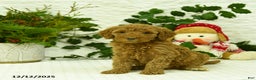 Goldendoodle dogs for sale: Elsa - Ad 5
