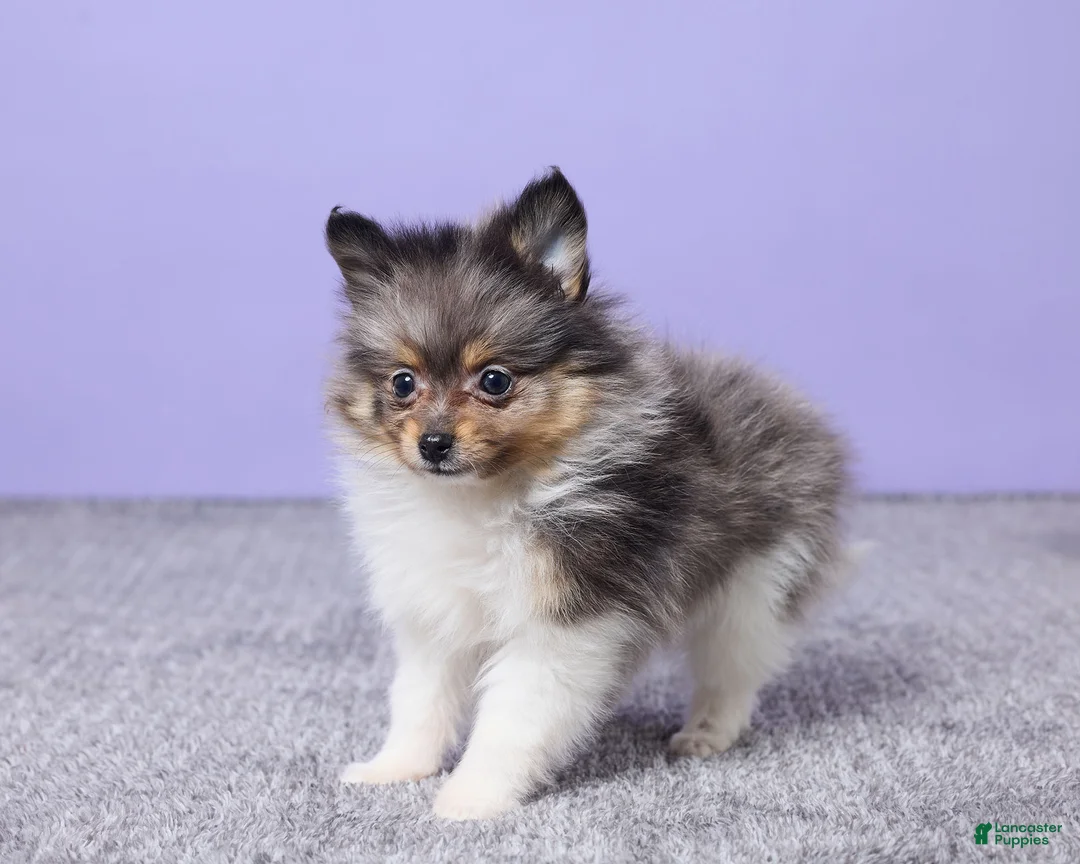 Pomeranian dogs for sale: Lucy - Ad 5