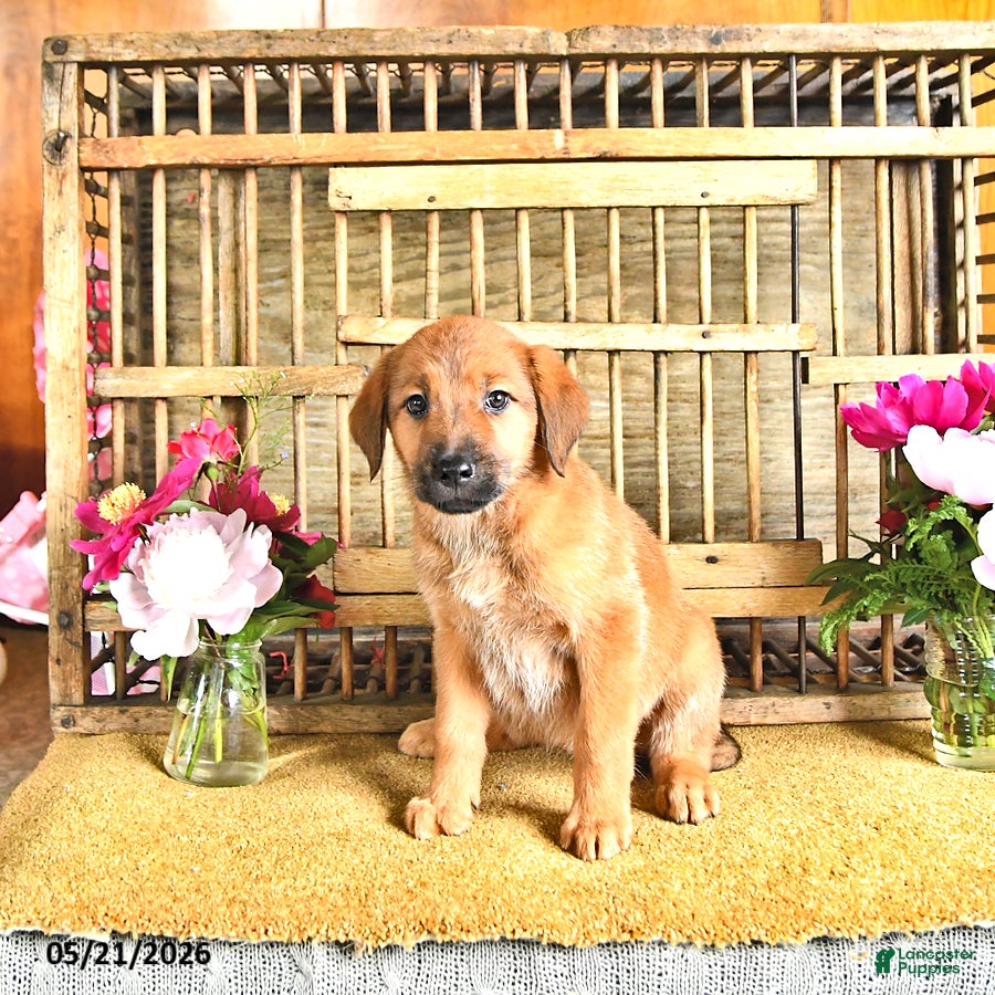 Golden Shepherd dogs Roxy - Ad 1