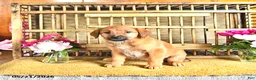 Golden Shepherd dogs for sale: Roxy - Ad 10