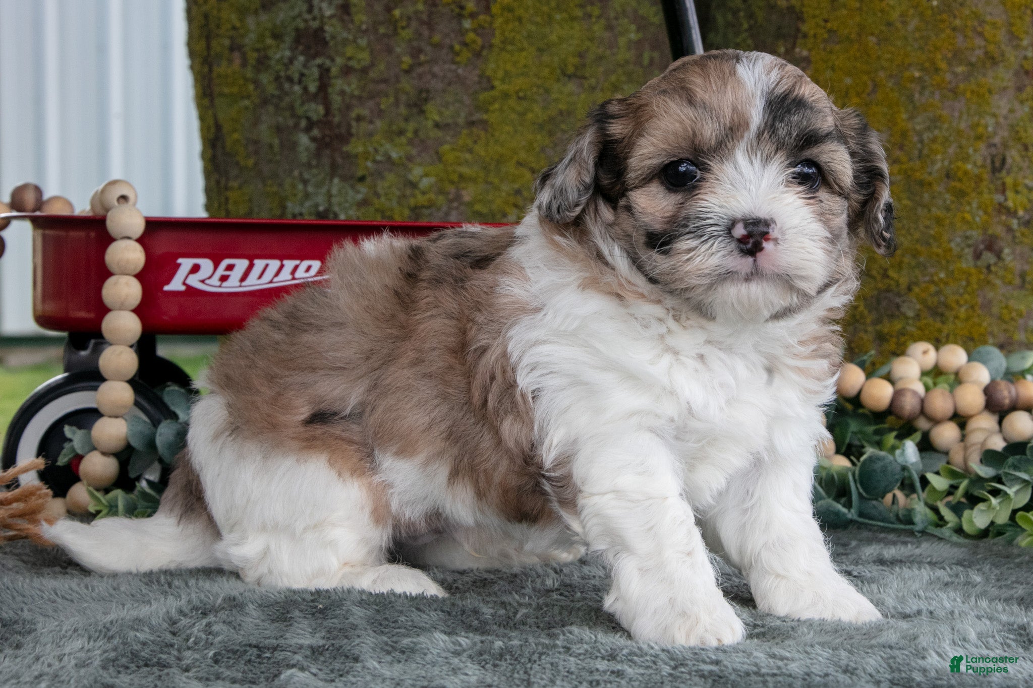 Shihpoo dogs Mojo - Ad 2