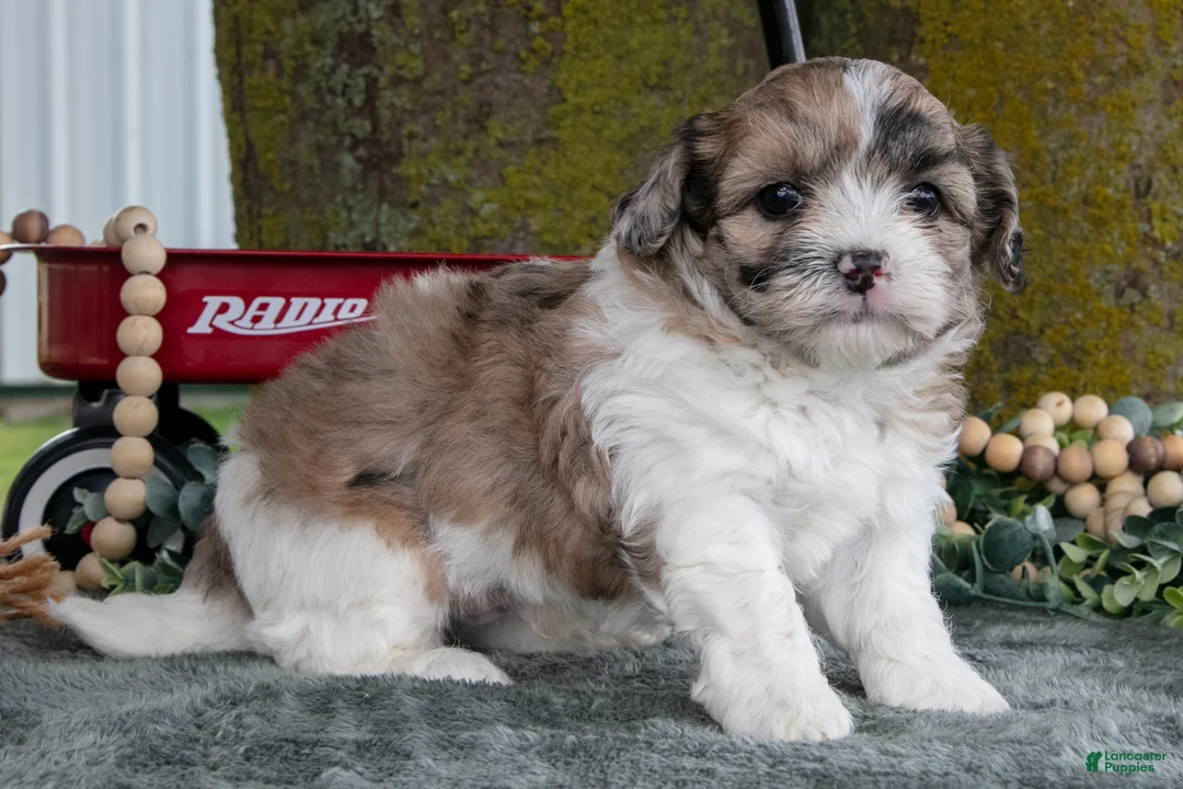 Shihpoo dogs for sale: Mojo - Ad 2