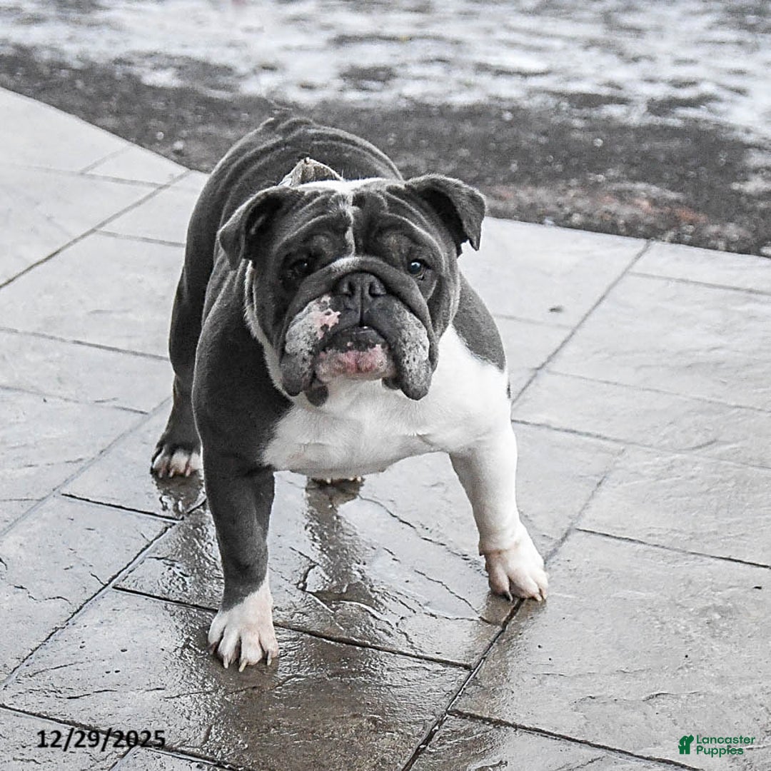English Bulldog dogs for sale: Lexi  - Ad 4