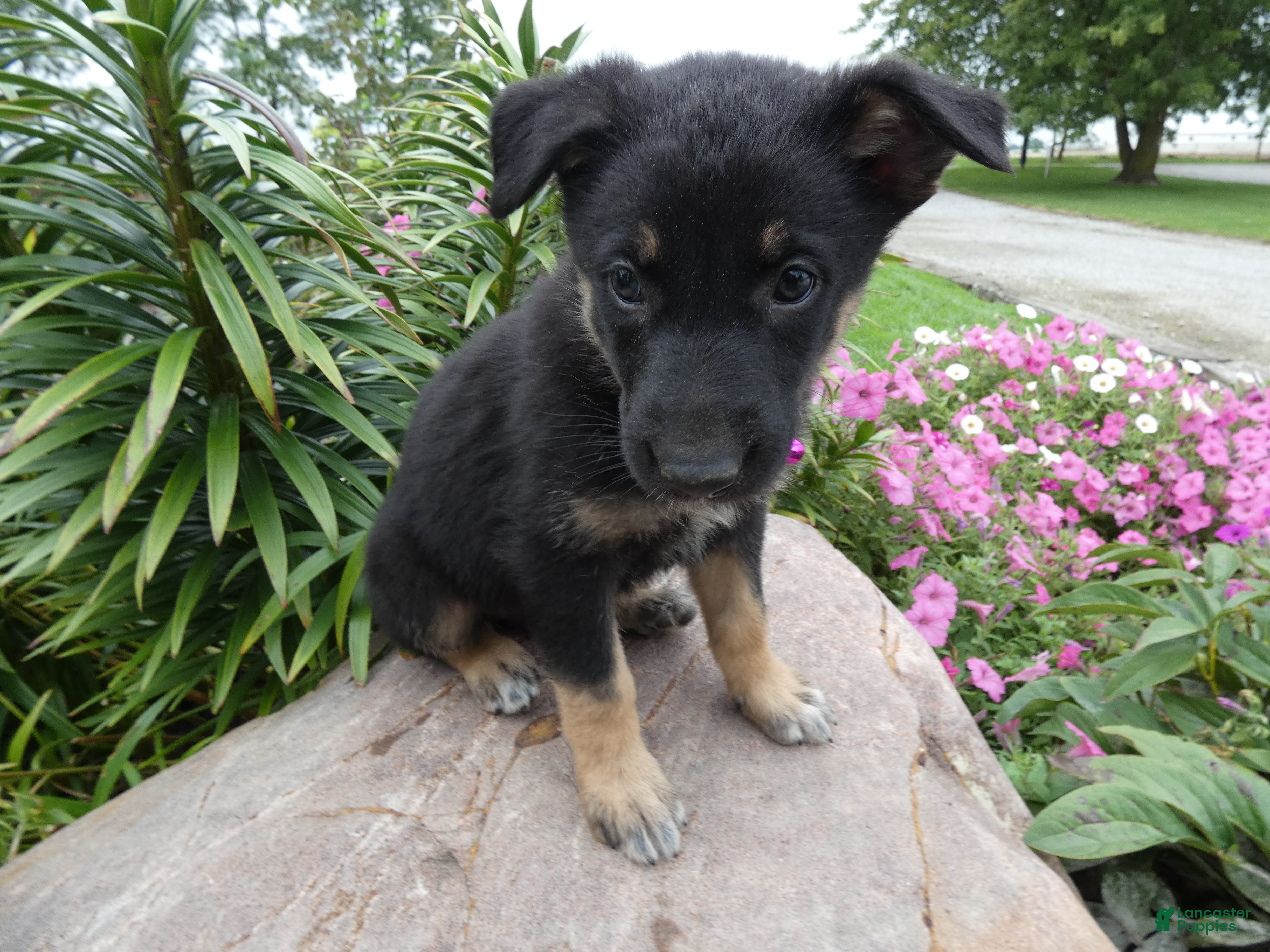 German Shepherd dogs German Shepherd Brianna 7 - Ad 29