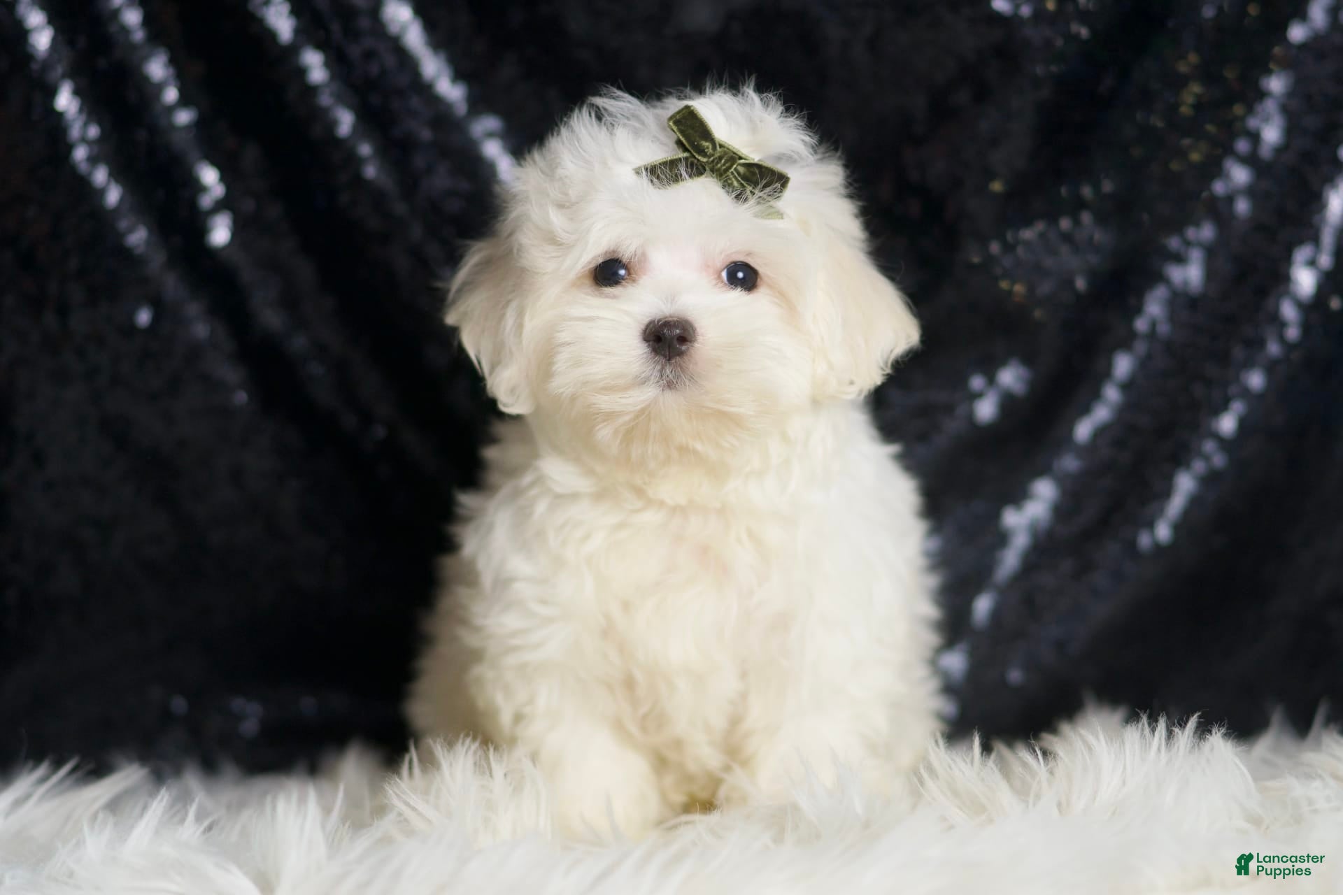 Maltipoo dogs Tweedle - Ad 2