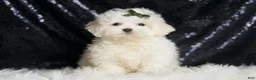 Maltipoo dogs for sale: Tweedle - Ad 2