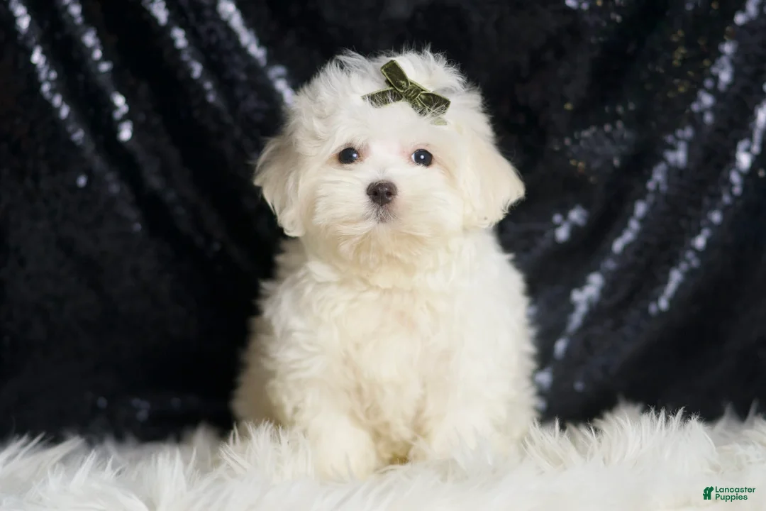 Maltipoo dogs for sale: Tweedle - Ad 2