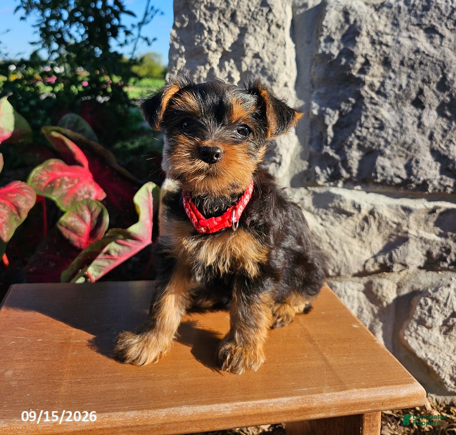 Yorkiepoo dogs Mary - Ad 1