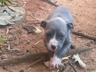 Mixed Breed dogs Mixed Breed Puppy 3 - Ad 26