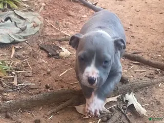 Mixed Breed dogs Mixed Breed Puppy 3 - Ad 16