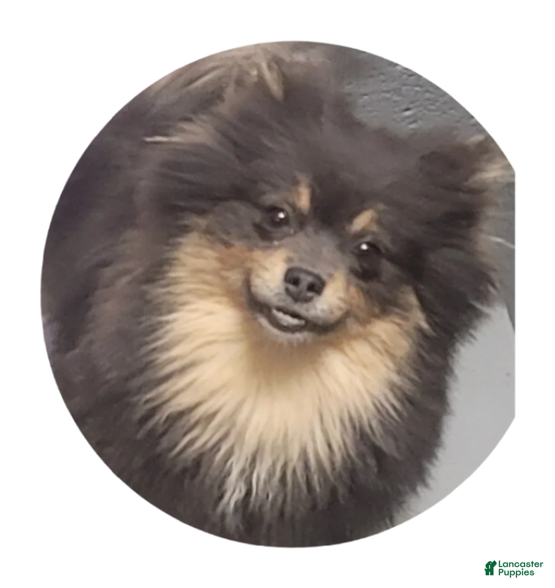 Pomeranian dogs for sale: Ebony - Ad 2