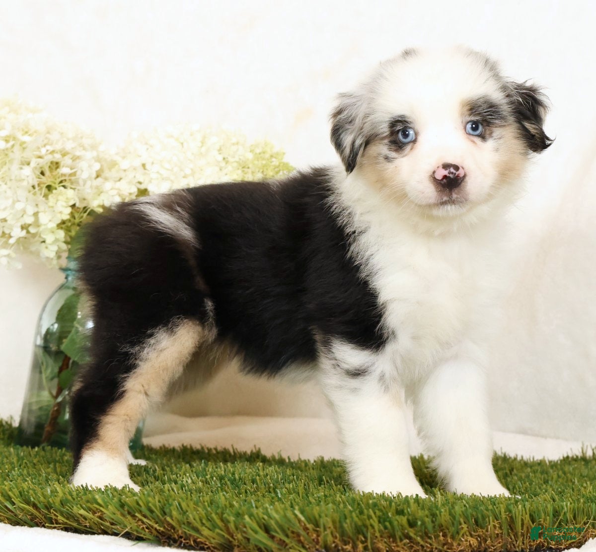 Miniature Australian Shepherd dogs Lacey - Ad 1