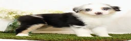Miniature Australian Shepherd dogs for sale: Lacey - Ad 1
