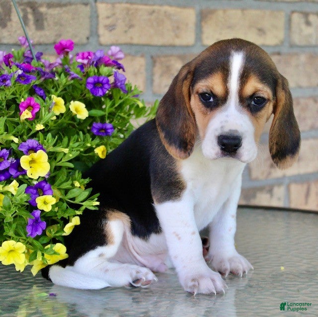 Beagle dogs for sale: Luke - Ad 2