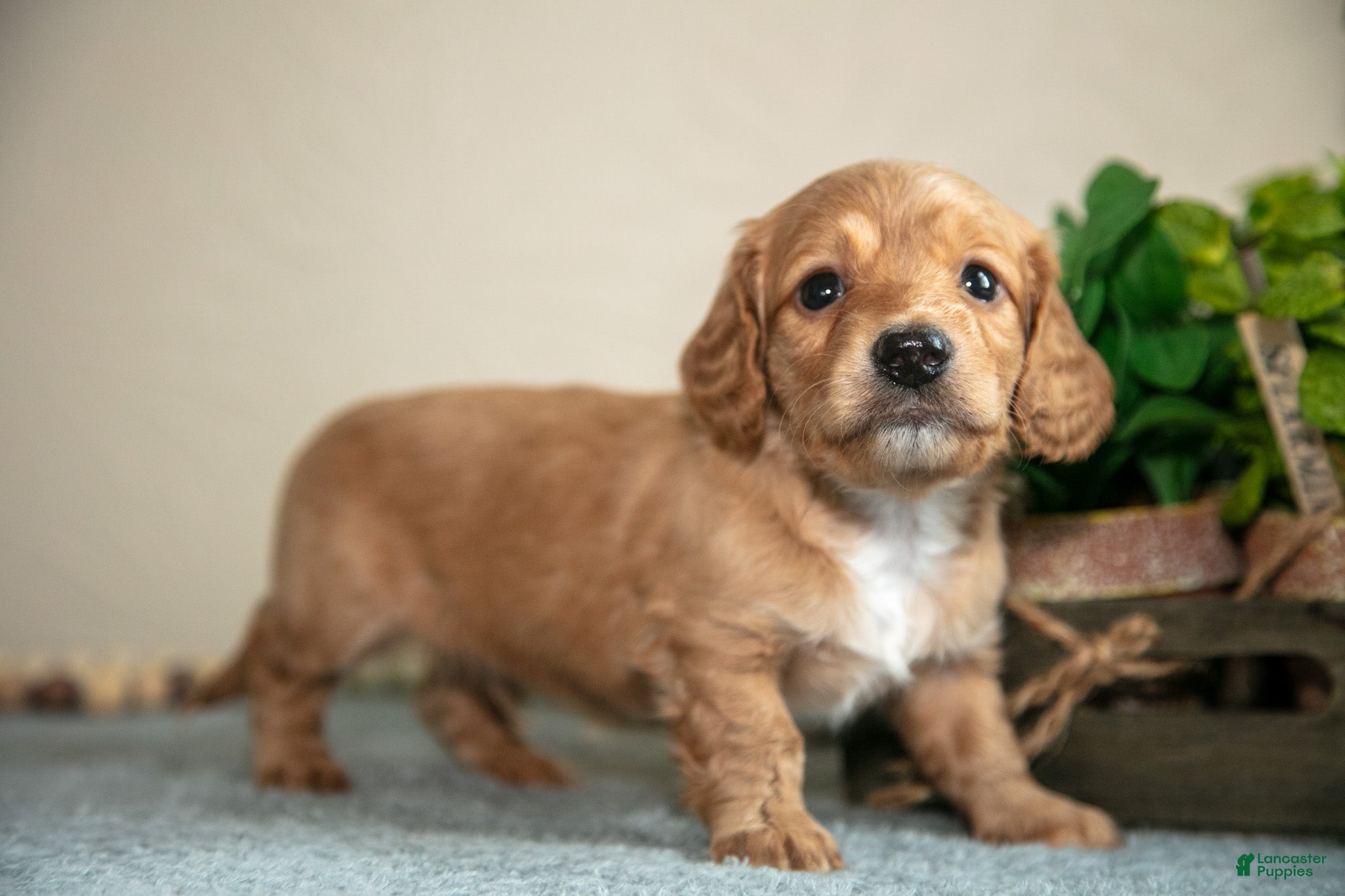 Miniature Dachshund dogs Preston - Ad 1