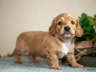 Miniature Dachshund dogs for sale: Preston - Ad 1