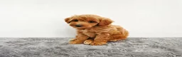 Mini Goldendoodle dogs for sale: Prince   - Ad 5