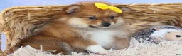 Pomeranian dogs for sale: Farris  - Ad 6
