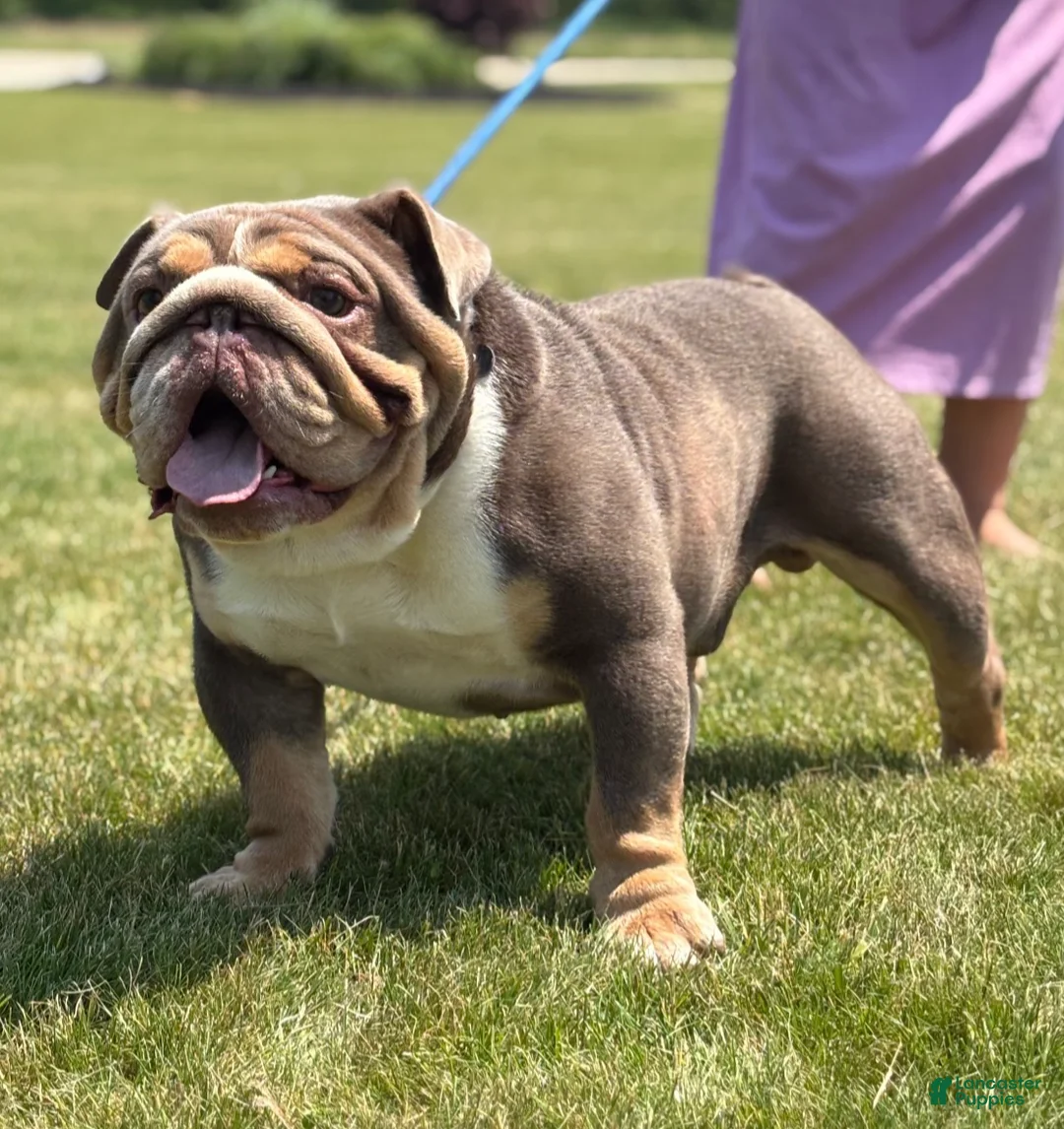 Mixed Breed dogs for sale: Tyson - Ad 10