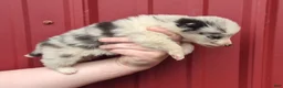 Mixed Breed dogs for sale: Mixed Breed 9 - Ad 3