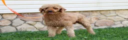 Bichpoo dogs for sale: Mindy - Ad 12