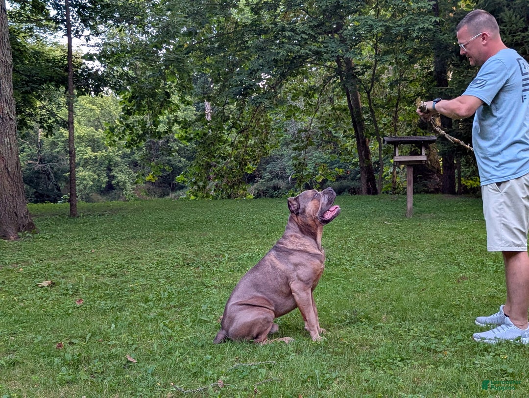 Cane Corso dogs for sale: Grey collar- male - Ad 16