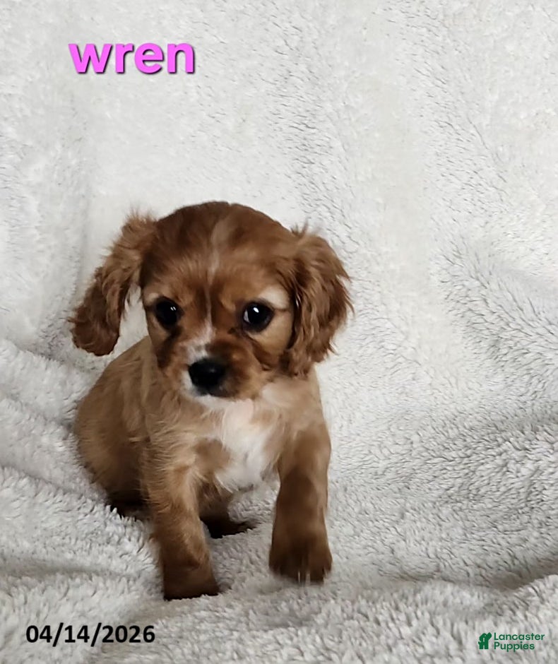 Cavapoo dogs Wren - Ad 26