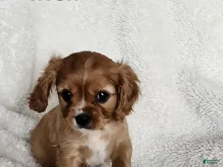 Cavapoo dogs Wren - Ad 26