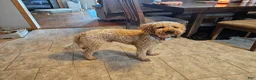 Goldendoodle dogs for sale: Goldendoodle Puppy 9 - Ad 11