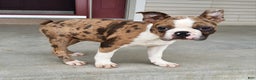 Boston Terrier dogs for sale: Gavin - Ad 1