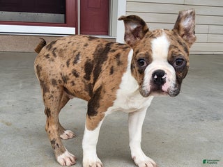 Boston Terrier dogs Gavin - Ad 1