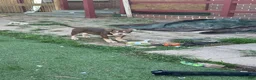 American Bully dogs for sale: Biscuit - Ad 8